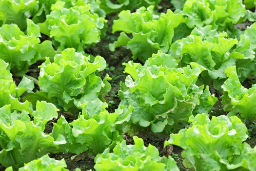 vegetable in field