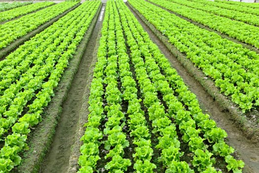 lettuce plant in field