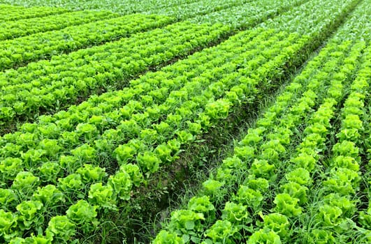 lettuce plant in field