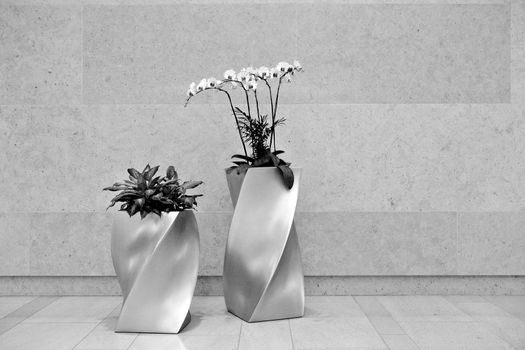 beautiful orchid in lobby