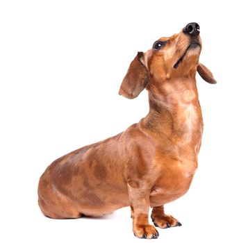 dachshund dog look up