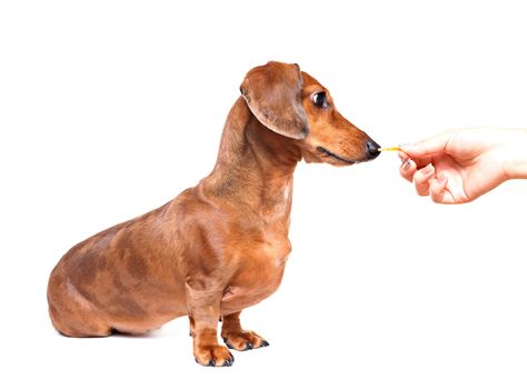 feeding dog