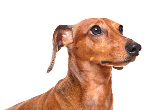dachshund over white background