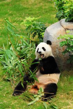 panda
