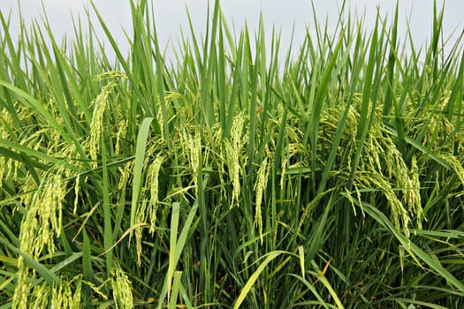 paddy rice field