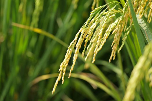 Paddy Rice