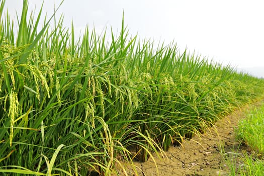 paddy rice field