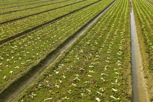 farm field