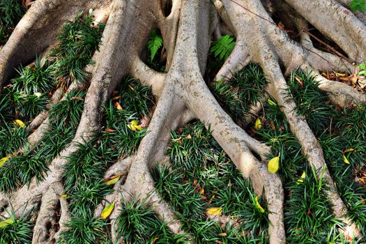 tree root