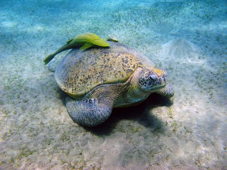 Sea turtle and suckerfishes in Red sea