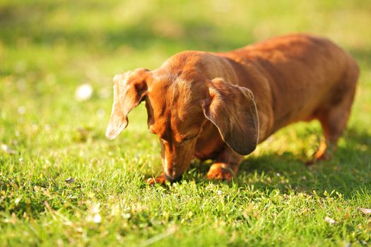 dachshund dog
