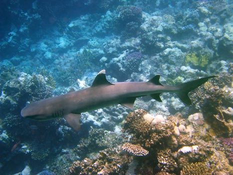 Whitetip reef shark and coral reef in Red sea