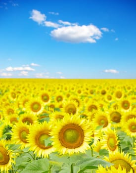 sunflower field over cloudy blue sky