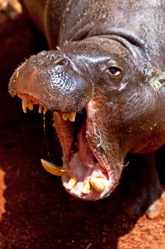 Sympathetic specimen of Hippopotamus pigmy, Hexaprotodon liberiensis