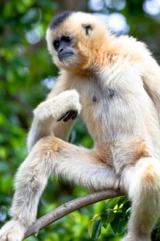 Precious specimen of Gibbon of golden cheeks