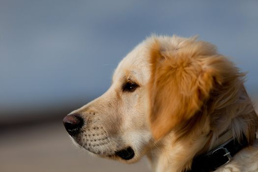 Nice specimen of dog of the race Golden Retriever