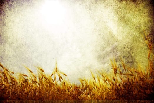 Wheat ears against the blue  sky