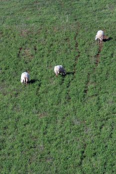 Sheep Grazing in a Green Meadow