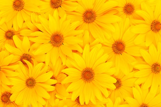 Beautiful floral yellow background