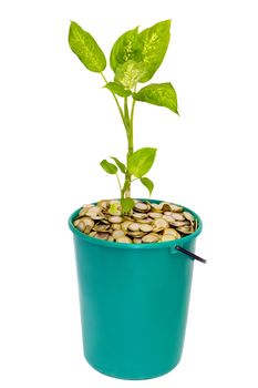 young green plant in a bucket of coins