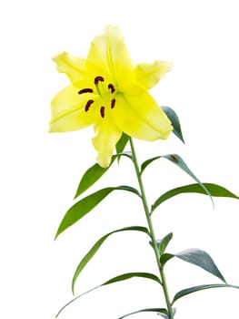 royal lily flower isolated on a white background