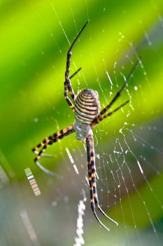 A spider,  Argiope bruennichi,  of considerable size and threatening aspect