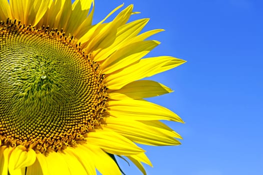 sunflower close-up image on a background of blue sky