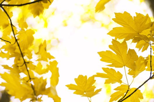 autumn leaves background in sunny day