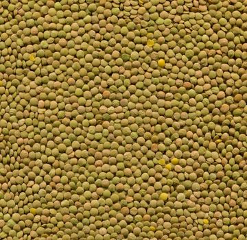 High resolution Green lentils texture.