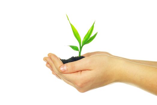 plant in hands isolated on white background