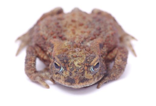 frog on a white background