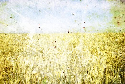 Field of wheat over blue sky