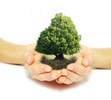 Hands holding tree in soil  on white           