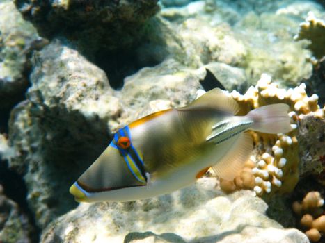 Picasso trigger fish and coral reef in Red sea
