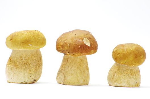 boletus edulis mushrooms on over white background