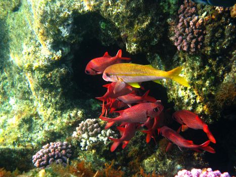 Pinecone soldierfishes and coral reef in Red sea