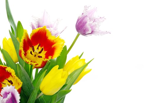 bouquet of the tulips on white background