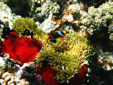 Two-banded clownfishes and sea anemones in Red sea