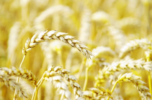 golden wheat field in summer