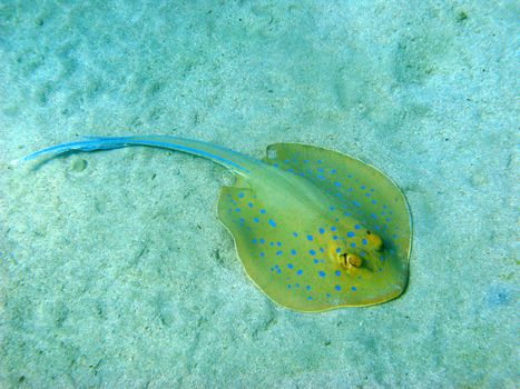 Blue-spotted stingray in Red sea, Abu Dabab