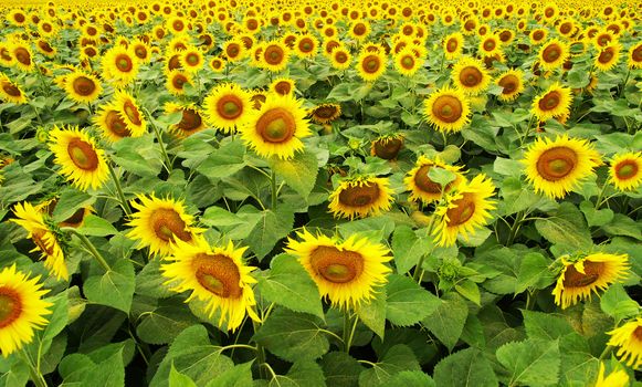 Closeup of a bright yellow sunflowers