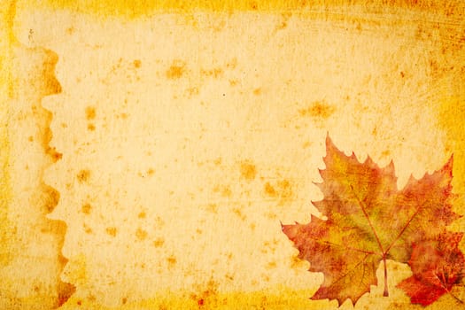 maple leaves grunge paper for background