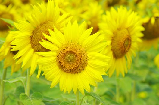 Closeup of a bright yellow sunflowers