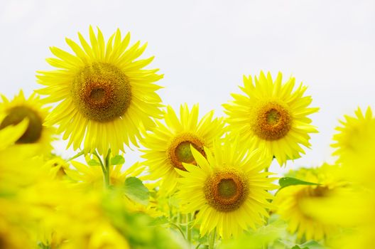 Closeup of a bright yellow sunflowers