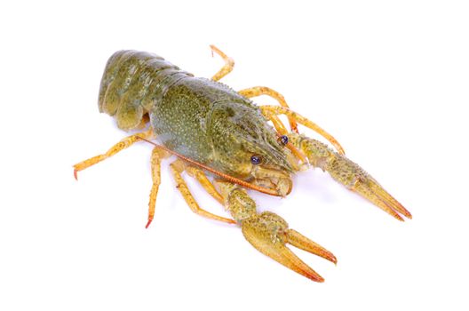 crawfish on a white background