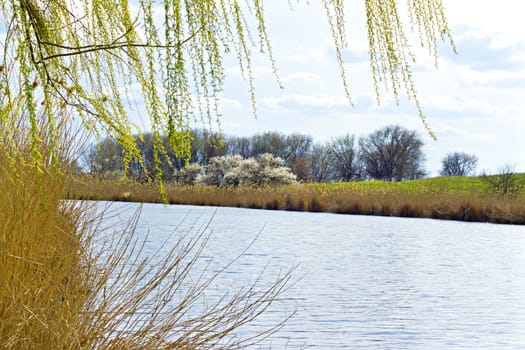 view of the river from the shore in the spring