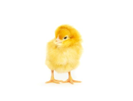 Cute little baby chicken isolated on white background