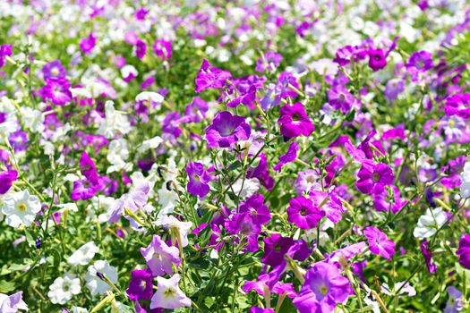  image petunia flower beds of white and purple