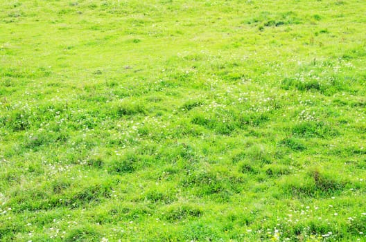 green grass texture from a  field           