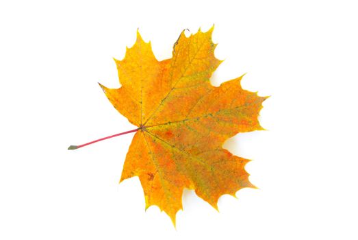 autumn maple leaf isolated on white background